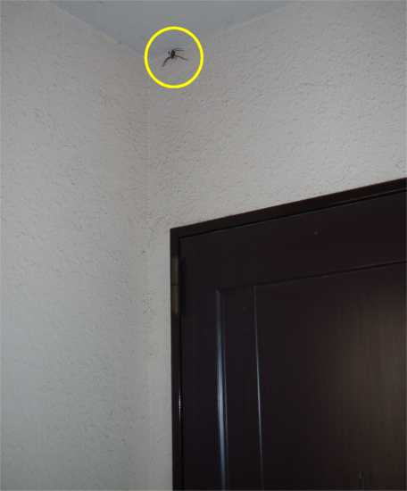 玄関のクモ
